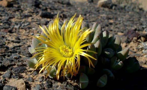 Cheiridopsis brownii flower
