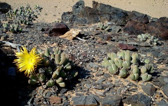 Cheiridopsis brownii