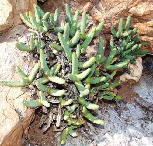 Cheiridopsis denticulata in exile