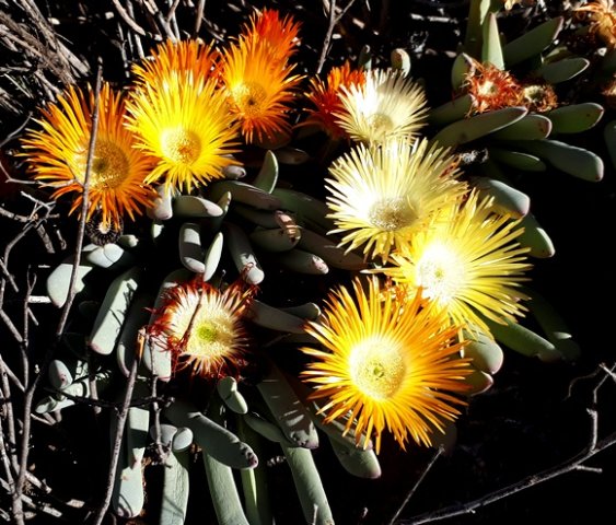 Cheiridopsis denticulata fading into colour