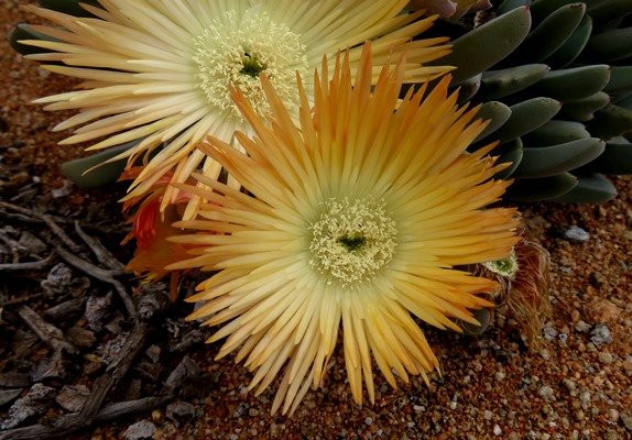 Cheiridopsis denticulata flowers