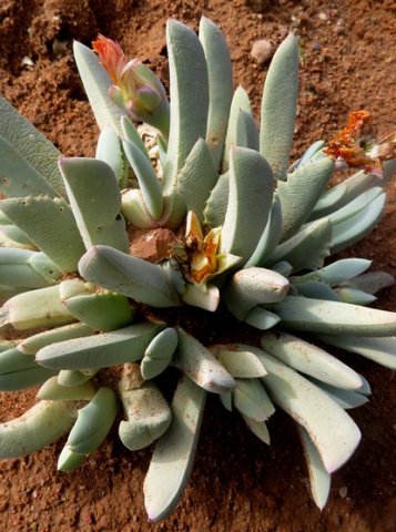 Cheiridopsis denticulata leaf differences