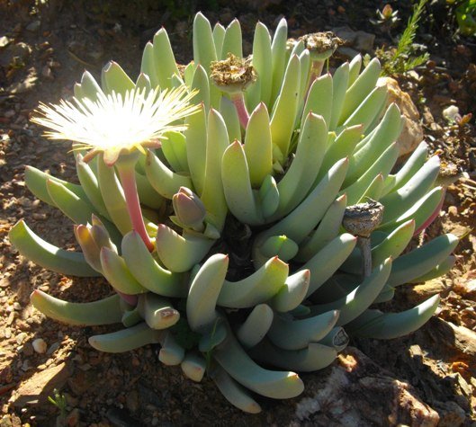 Cheiridopsis denticulata showing stages of seed production