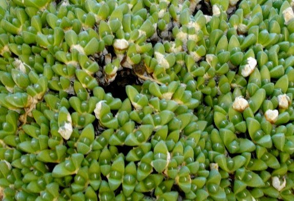 Cheiridopsis minor