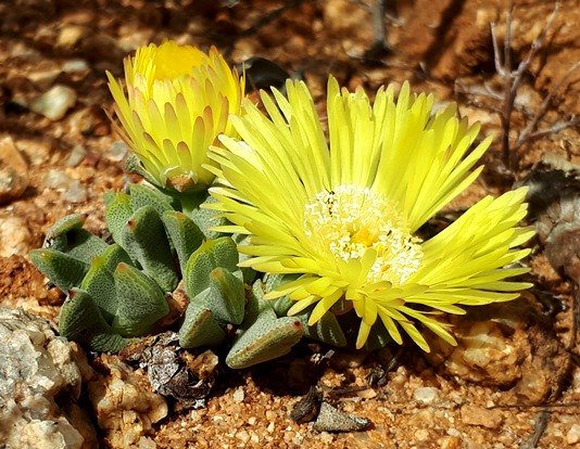 Cheiridopsis namaquensis