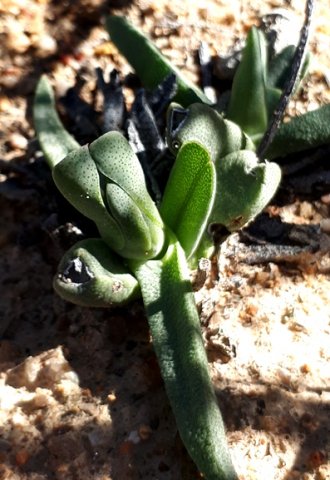 Cheiridopsis namaquensis variable leaves