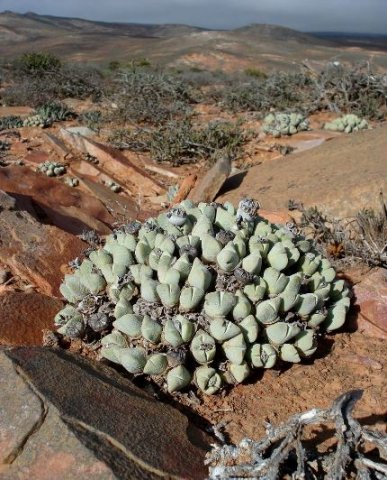 Cheiridopsis pillansii making it in the Richtersveld