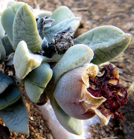 Cheiridopsis purpurea fresh and dry fruit