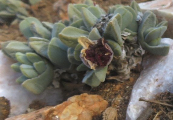 Cheiridopsis purpurea