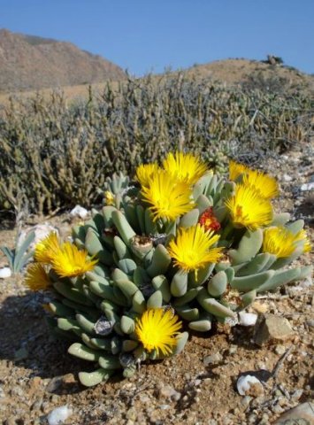 Cheiridopsis