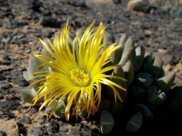 Cheiridopsis brownii flower