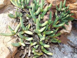 Cheiridopsis denticulata in exile