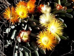 Cheiridopsis denticulata fading into colour