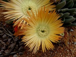 Cheiridopsis denticulata flowers