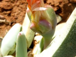 Cheiridopsis denticulata flower re-opens daily