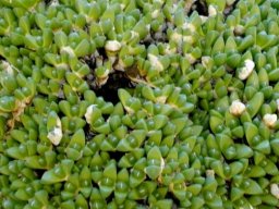 Cheiridopsis minor