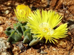 Cheiridopsis namaquensis