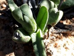 Cheiridopsis namaquensis variable leaves