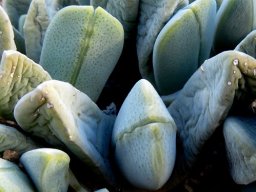 Cheiridopsis purpurea leaf pairs