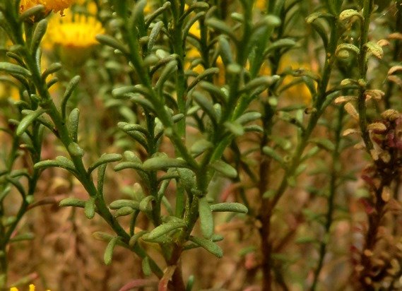 Chrysocoma ciliata green leaves