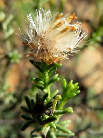 Chrysocoma ciliata fruiting