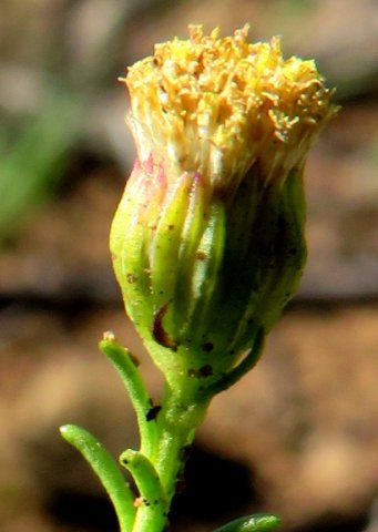 Chrysocoma ciliata between flowering and fruiting