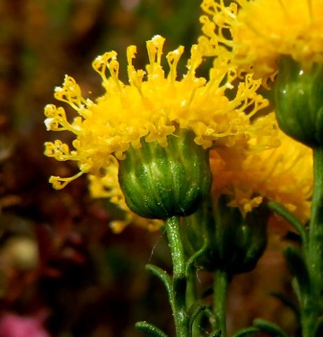 Chrysocoma ciliata branched styles