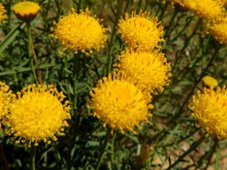 Chrysocoma ciliata flowerheads or capitula