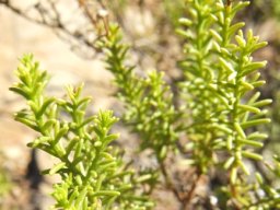 Chrysocoma ciliata leaves