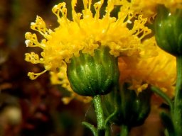 Chrysocoma ciliata branched styles