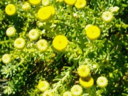 Chrysocoma coma-aurea spring flowers