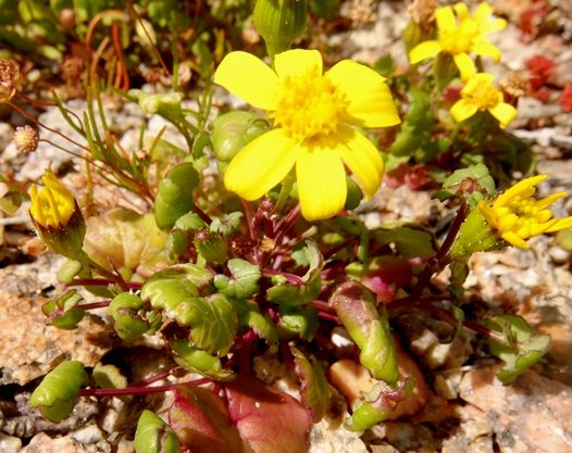 Cineraria geifolia developing flowerheads