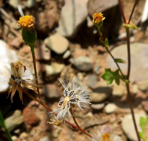 Cineraria platycarpa crowned black fruit