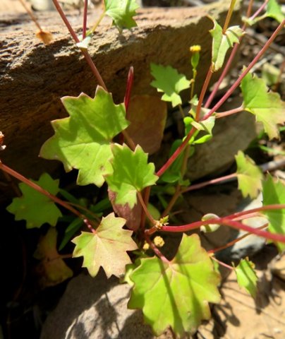 Cineraria platycarpa leaves