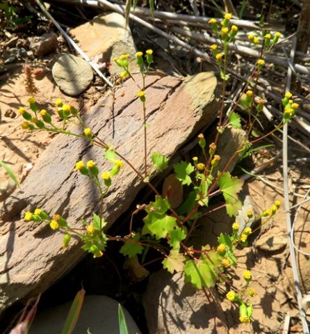 Cineraria platycarpa