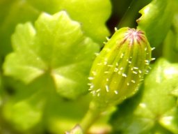 Cineraria geifolia stubble-bud