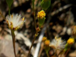 Cineraria platycarpa yellow florets or white pappuses