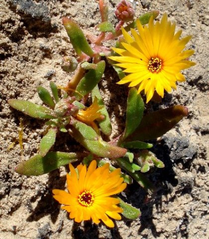 Cleretum bellidiforme small plant, yellow flowers