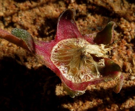 Cleretum bellidiforme fruit beginnings