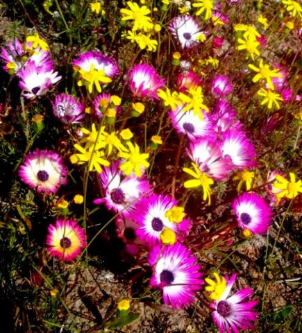 Cleretum clavatum