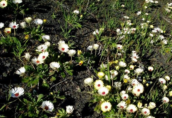 Cleretum maughanii