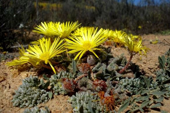 Cleretum papulosum subsp. schlechteri flowers