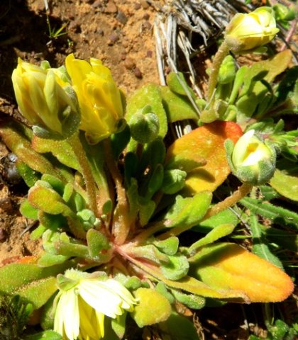 Cleretum papulosum subsp. schlechteri