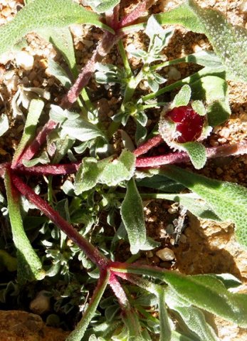 Cleretum papulosum young fruit capsule