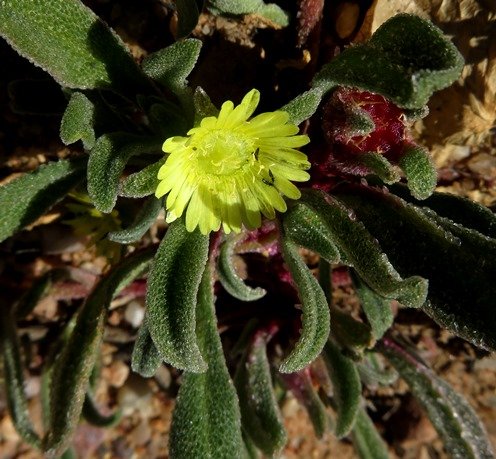 Cleretum papulosum leaves