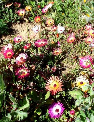 Cleretum bellidiforme colours