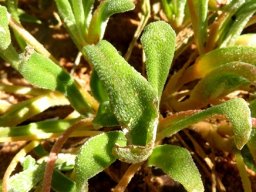 Cleretum bellidiforme leaves
