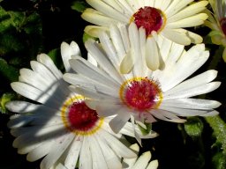 Cleretum maughanii flowers