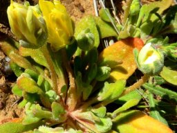 Cleretum papulosum subsp. schlechteri
