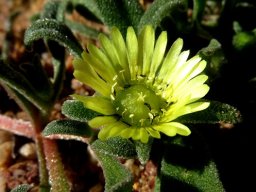 Cleretum papulosum flower